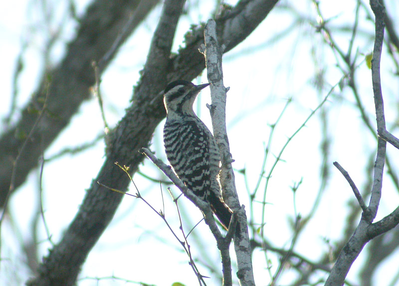 Ladder-backed Woodpecker