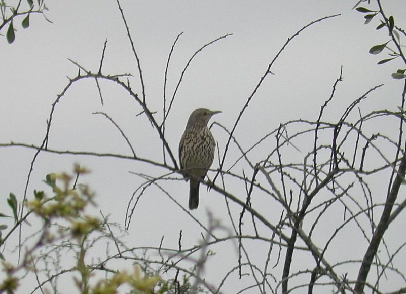 Sage Thrasher