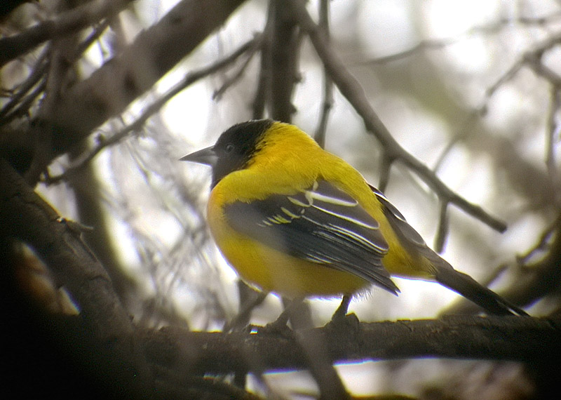 Audubons Oriole