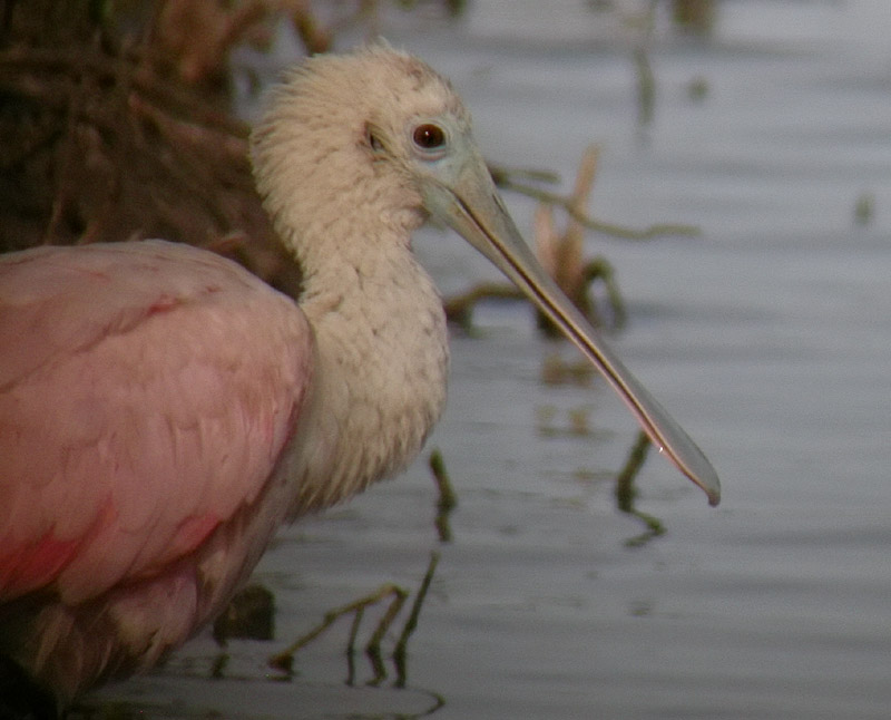 Roseate Spoonbill