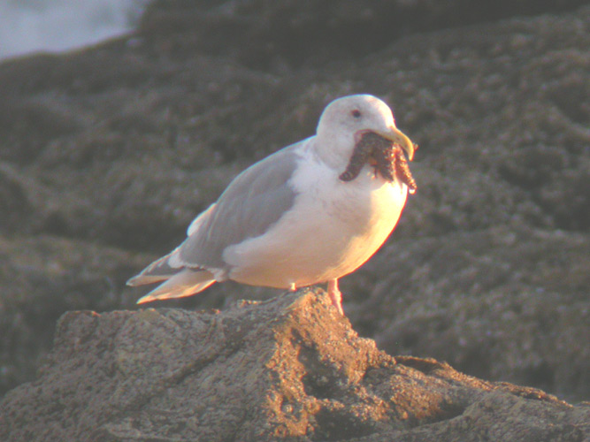 Glaucous-winged Gull