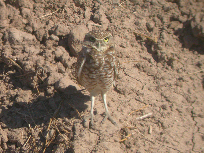 Burrowing Owl