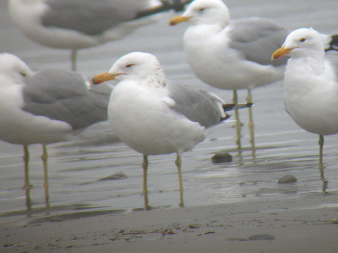 California Gulls