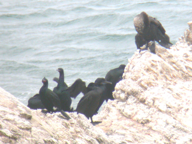 Brandts & Pelagic Cormorants