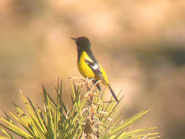 Scotts Oriole