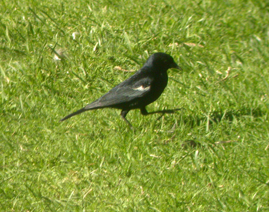 Tricolored Blackbird