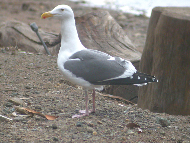 Western Gull