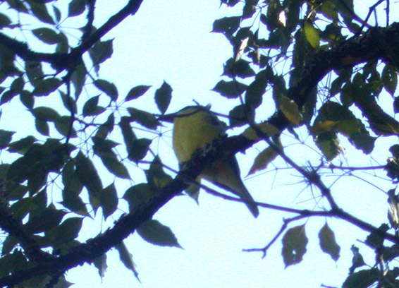 Boat-billed Flycatcher