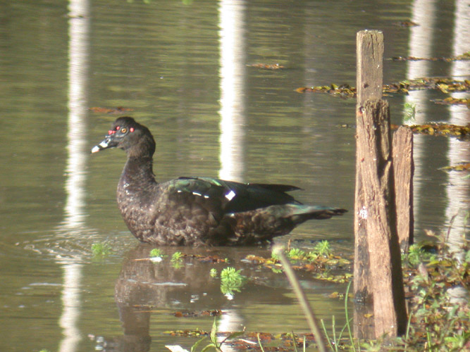 Muscovy