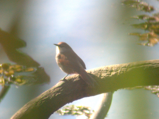 Yellow-chinned Spinetail