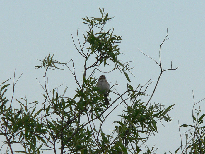 Clay-colored Sparrow