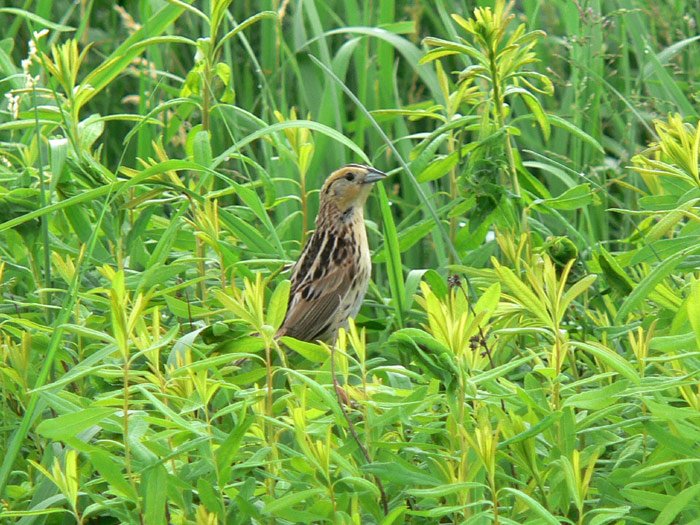 LeContes Sparrow