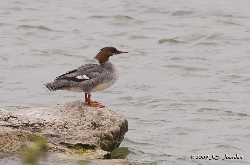 CommonMerganser00080b.jpg