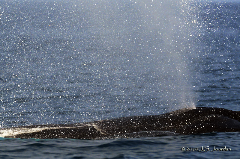 HumpbackWhale9827b.jpg
