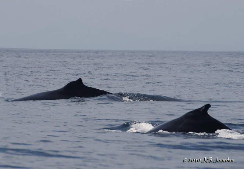 HumpbackWhale9892b.jpg