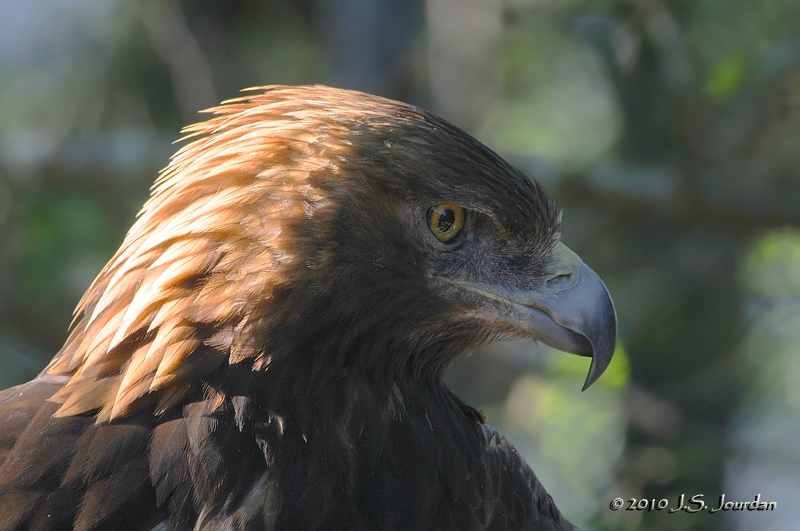 GoldenEagle9126b.jpg