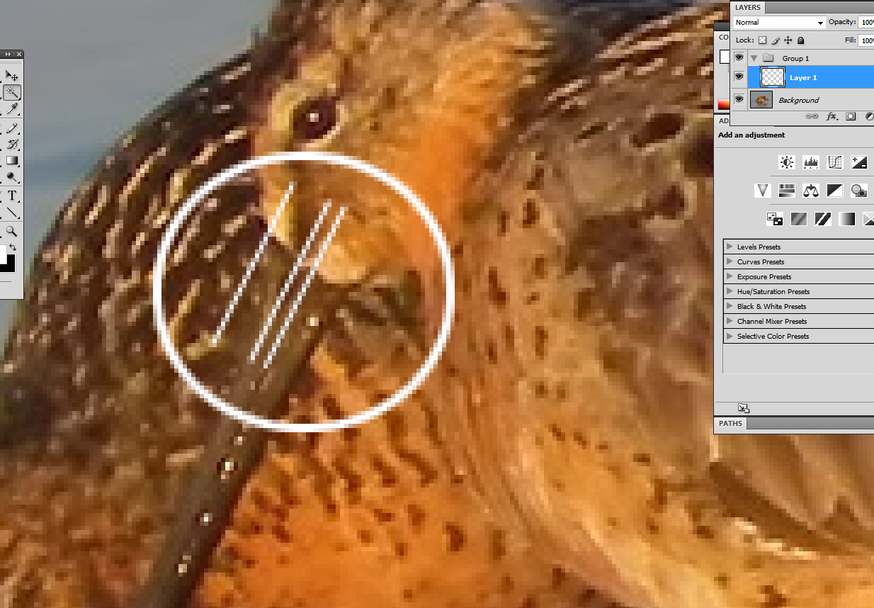SB_Dowitcher_billbase.jpg