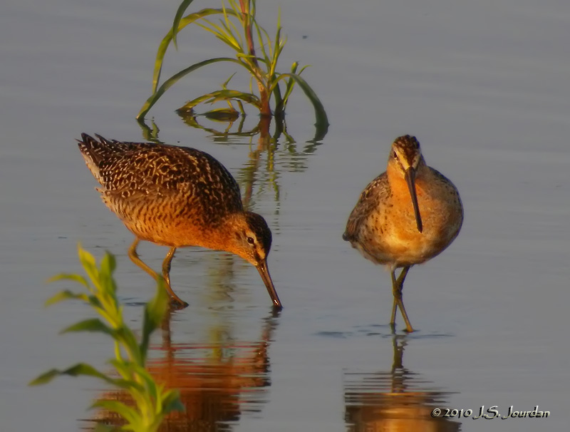 LB_SBDowitcher9610b.jpg
