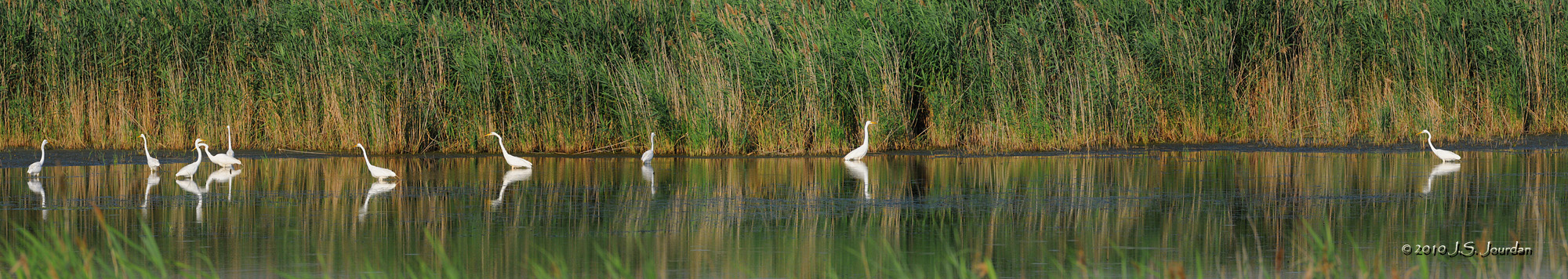 GreatEgret_compb.jpg