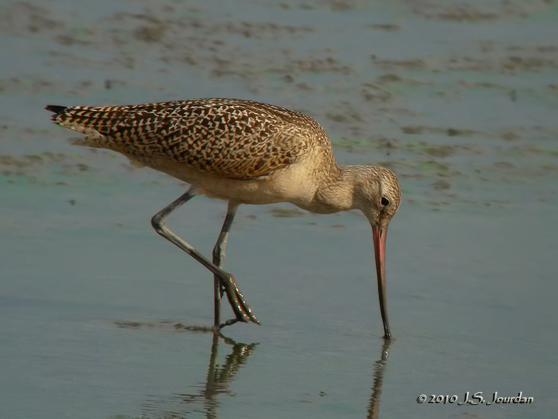 MarbledGodwit8458b.jpg