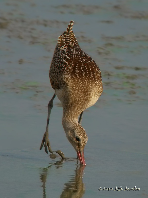 MarbledGodwit8459b.jpg