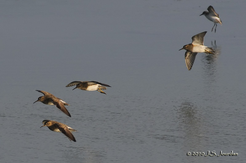 PectoralSandpiper4288b.jpg