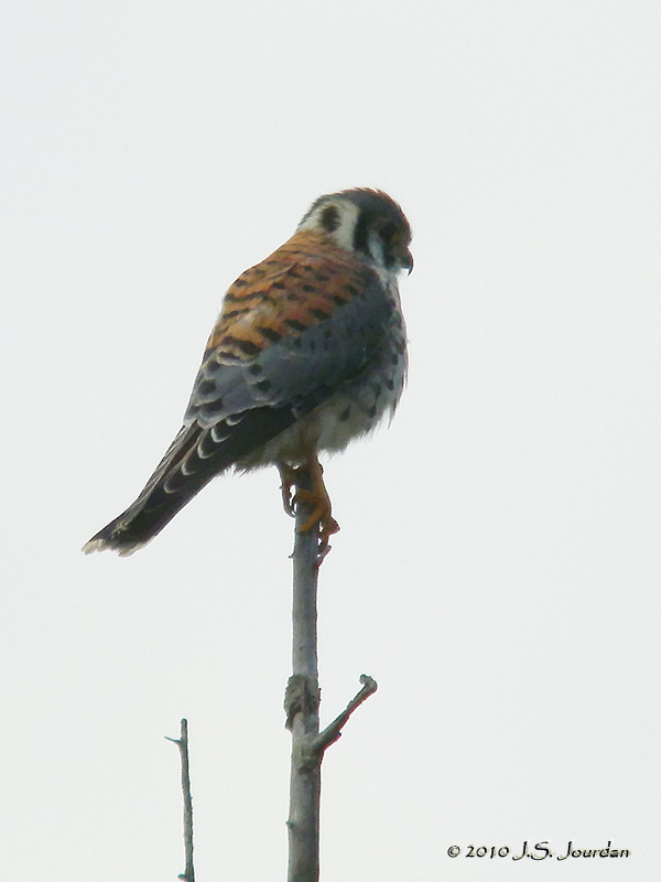 AmericanKestrel8627b.jpg