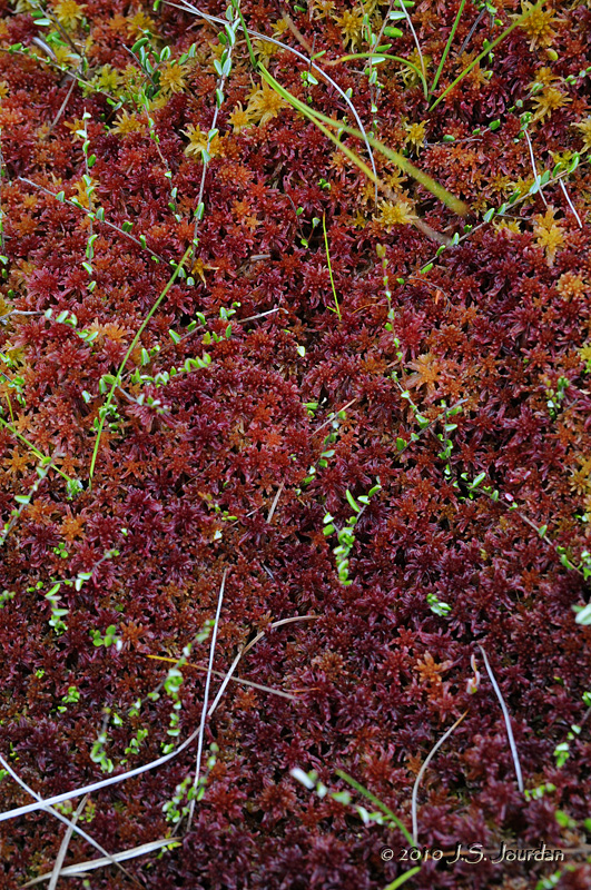 FerdsBog4822b.jpg