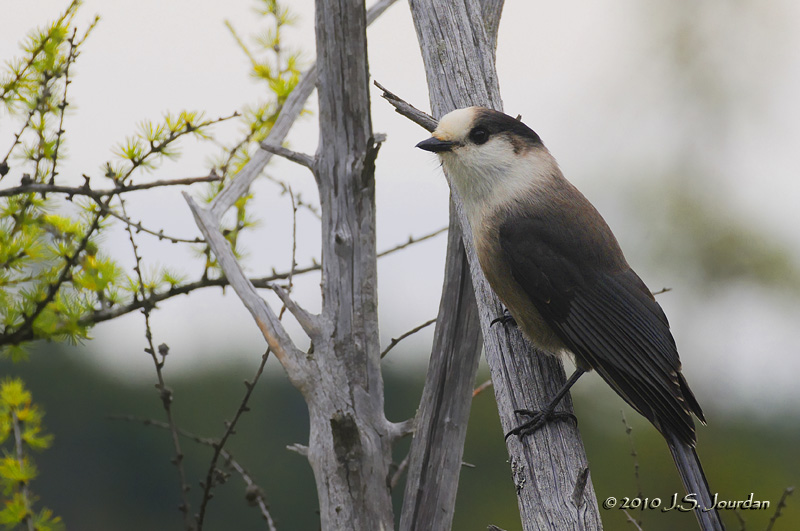 GrayJay5473b.jpg