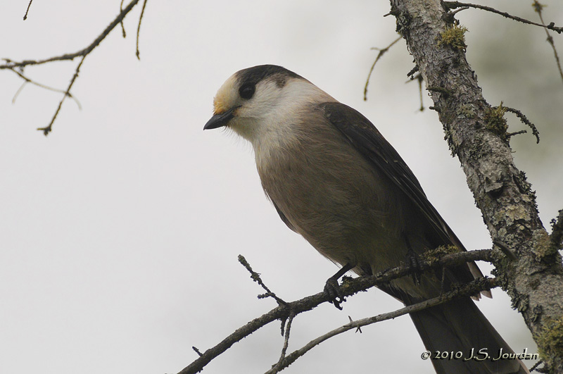 GrayJay5491b.jpg