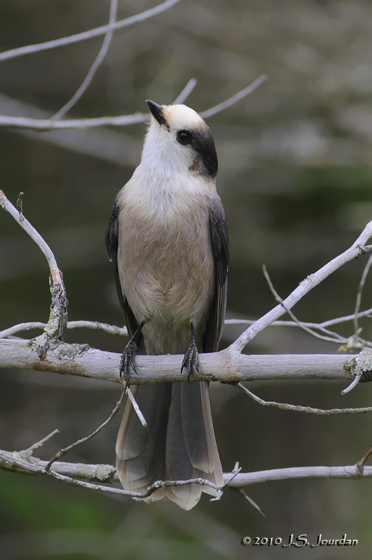 GrayJay5501b.jpg