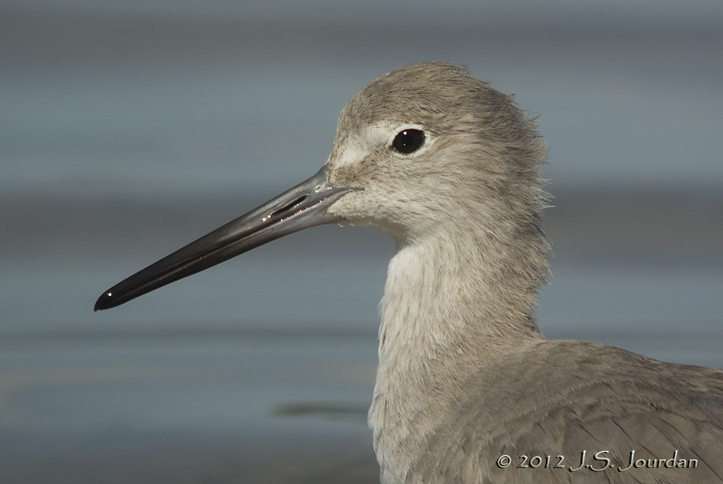Willet6740b.jpg
