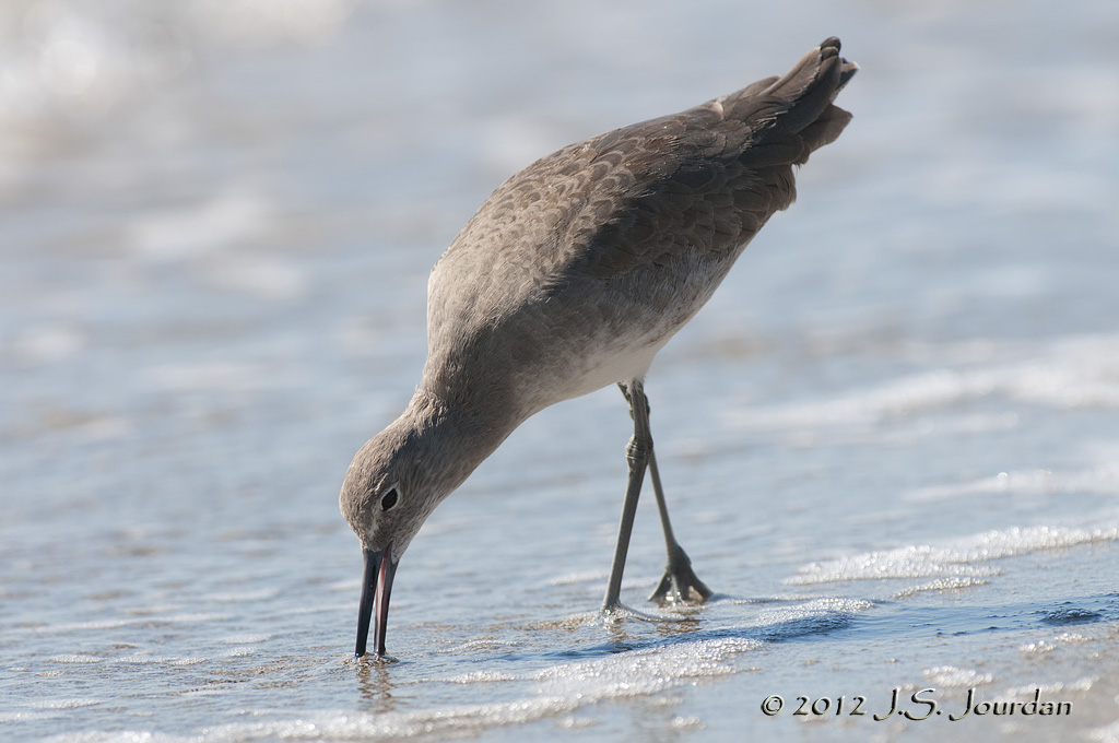Willet012_6341b.jpg