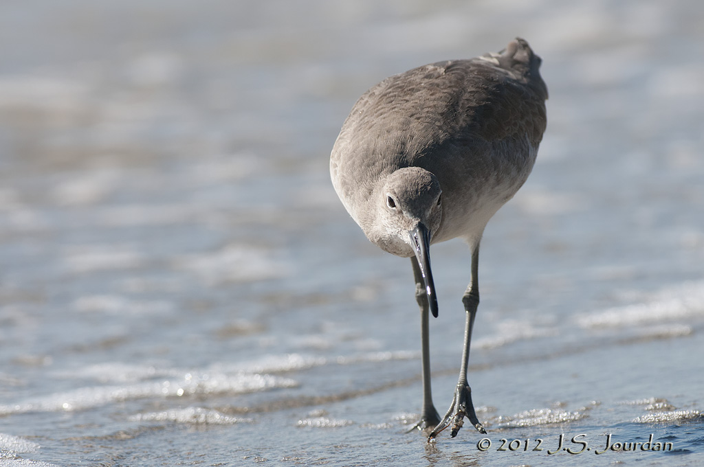 Willet012_6352b.jpg