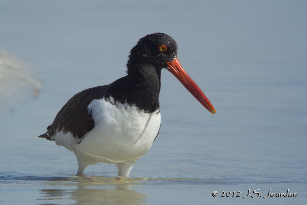 AmericanOystercatcher6859b.jpg