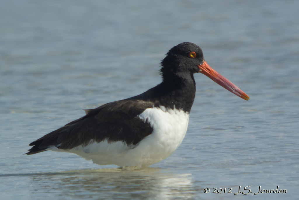 AmericanOystercatcher6898b.jpg