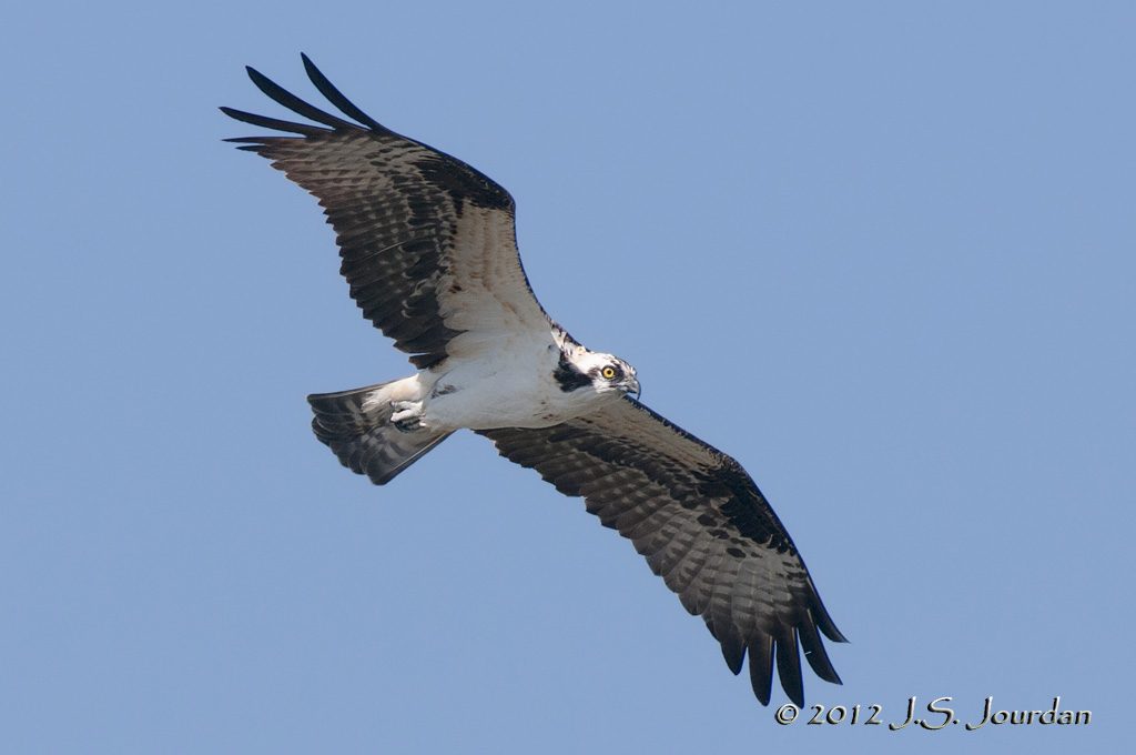 Osprey012_6500b.jpg