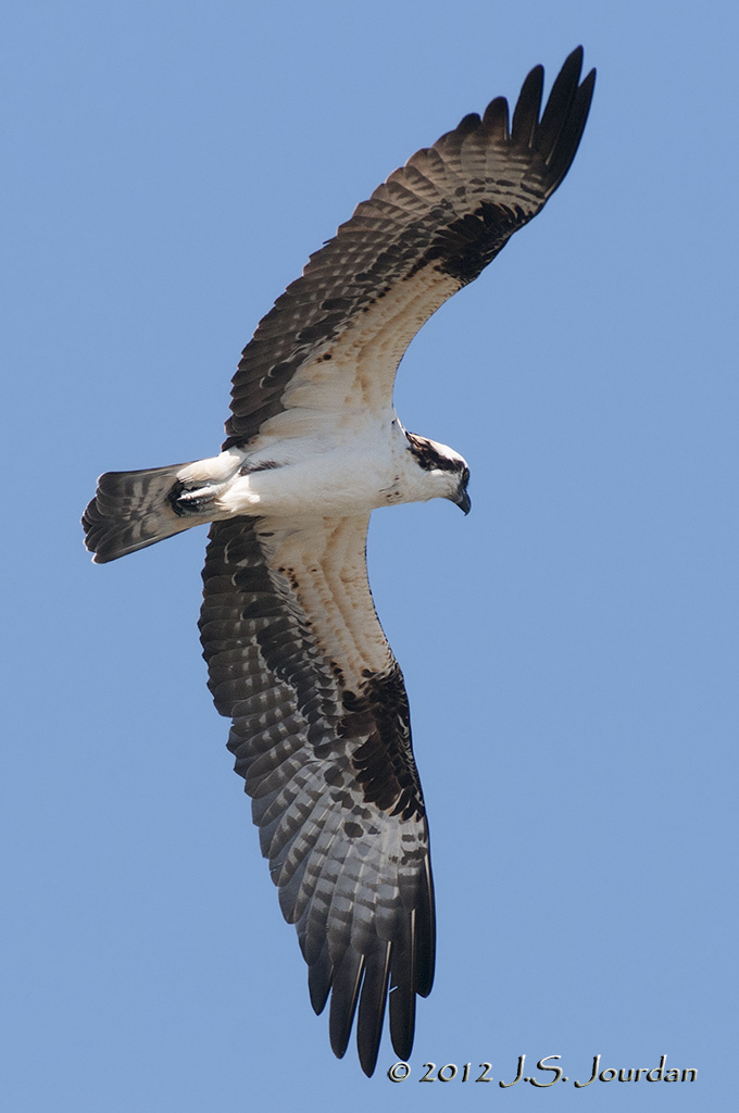 Osprey012_6508b.jpg