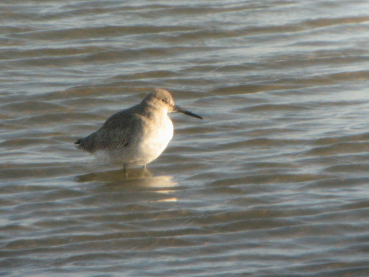 Willet0271 copy.jpg