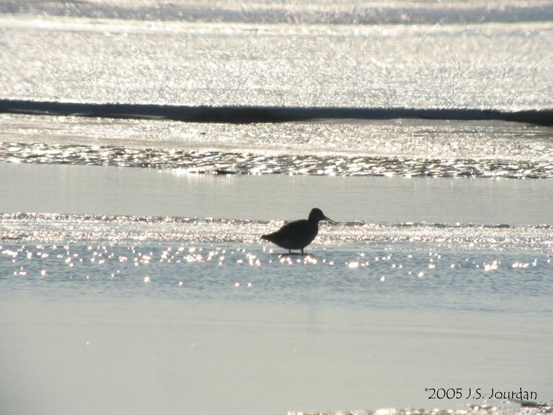 Willet0324b.jpg