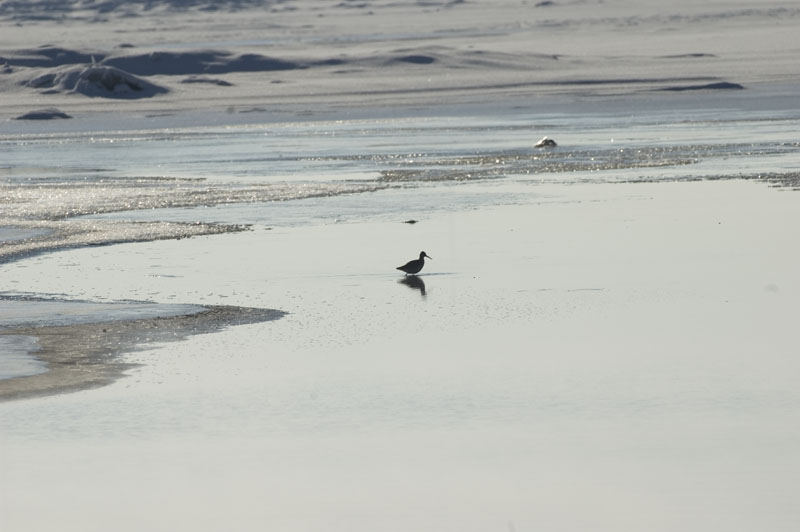 Willet3889b.jpg