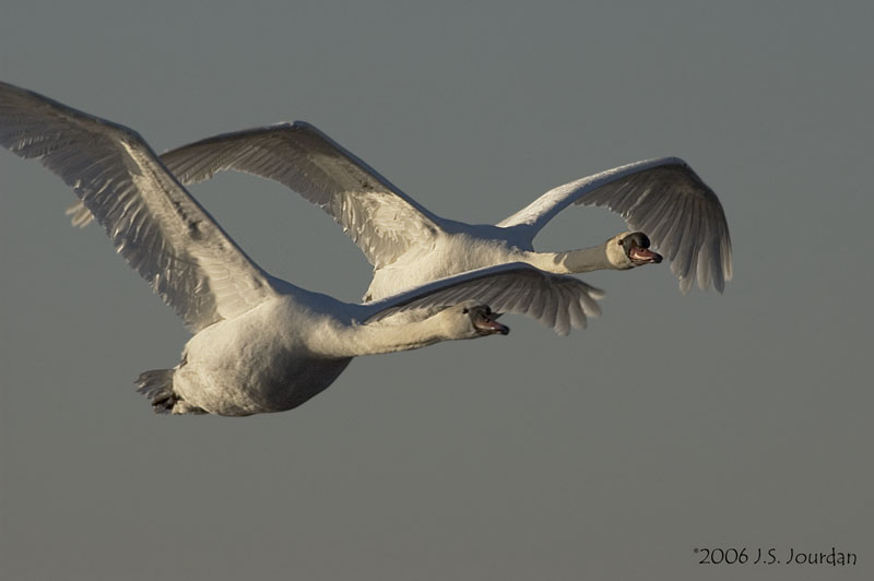 MuteSwan4279b.jpg