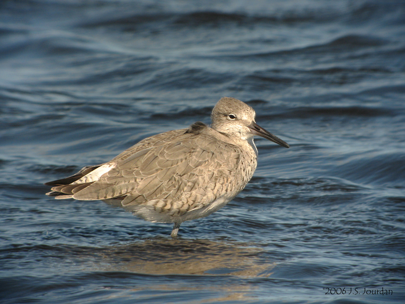 Willet2842b.jpg