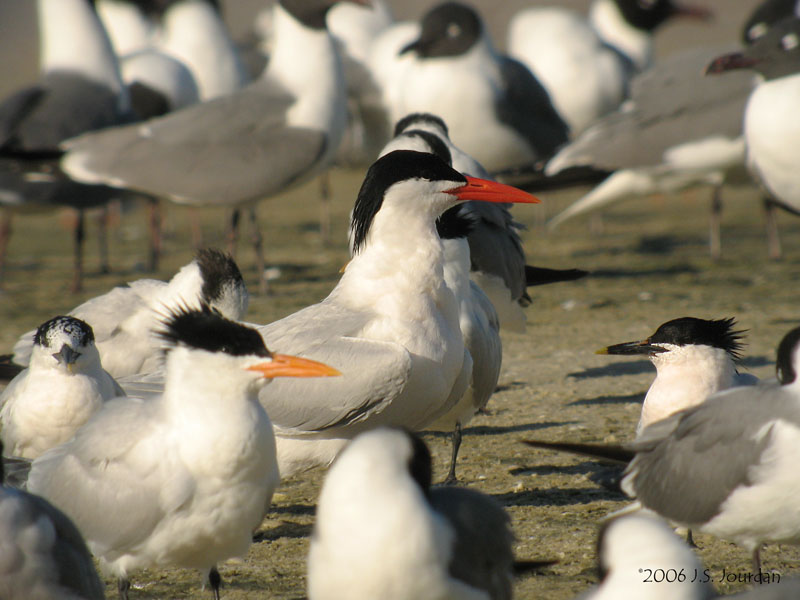 Caspian_Royal_SandwichTern3055b.jpg