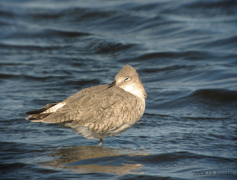 Willet2841b.jpg