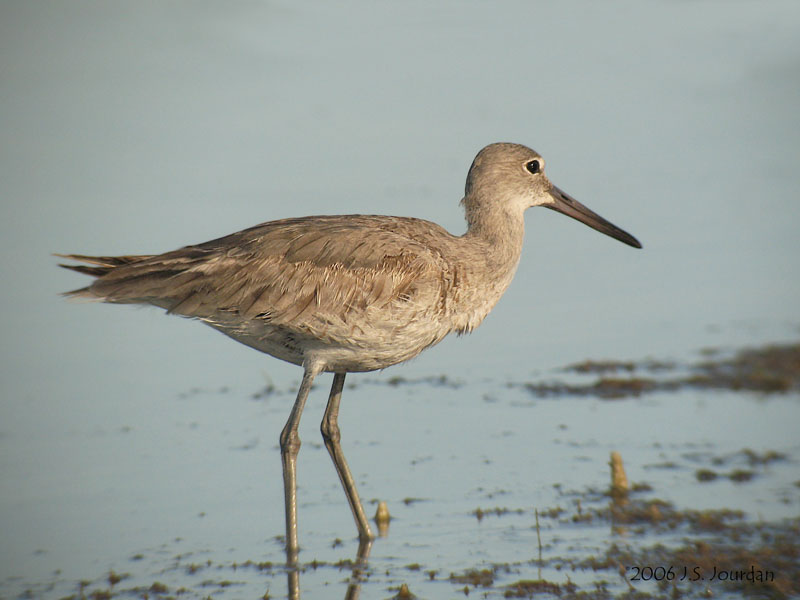 Willet3021b.jpg