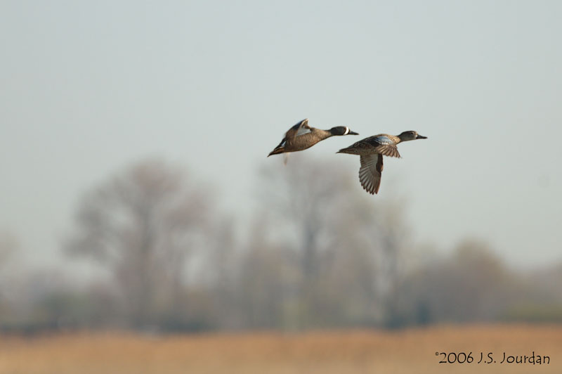 BWTeal5636b.jpg