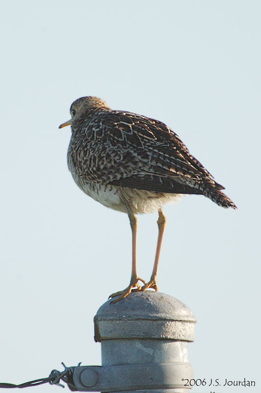 UplandSandpiper6127b.jpg