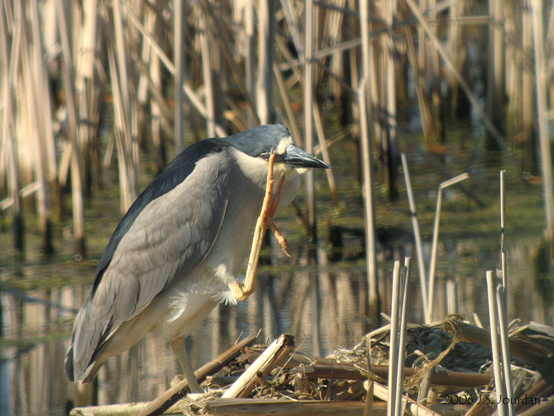 BCNHeron5397b.jpg