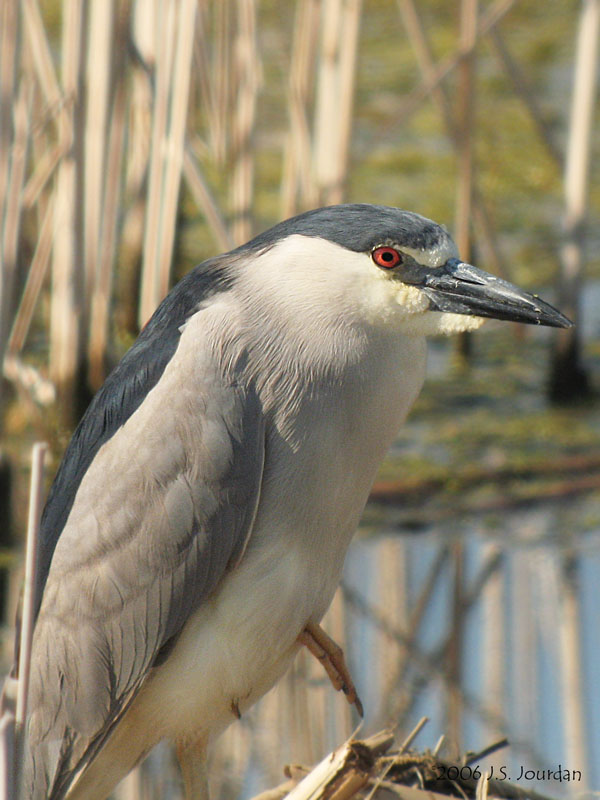 BCNHeron5419b.jpg
